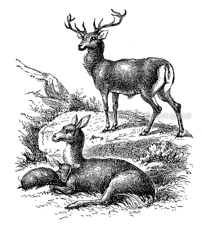 古代马鹿插图(Cervus elaphus)